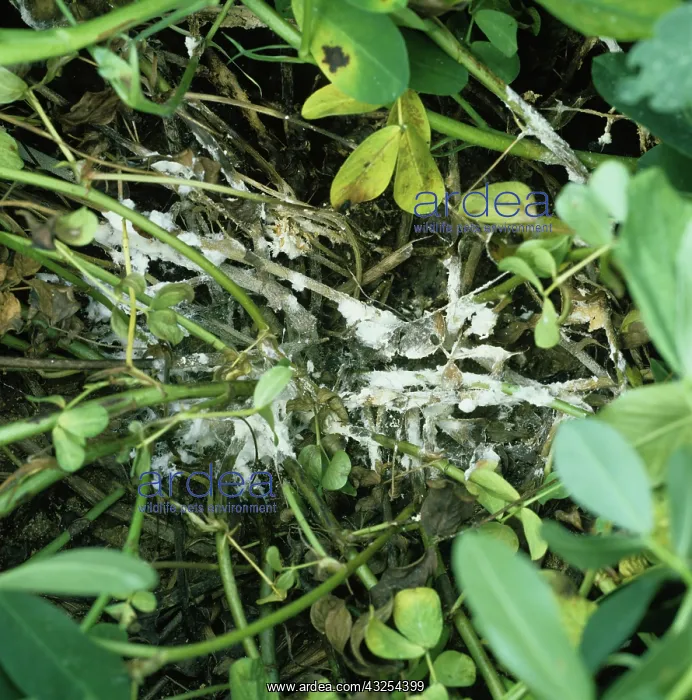 : White Mold (Sclerotium rolfsii) on Peanut plants : White Mold (Sclerotium rolfsii) on Peanut plants