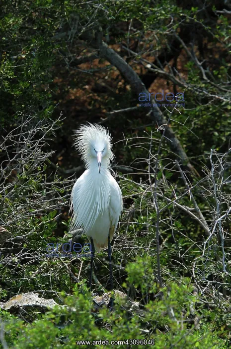 : White morph of Reddish Egret : White morph of Reddish Egret