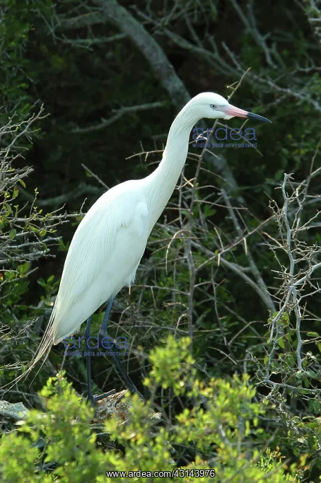 : White morph of Reddish Egret : White morph of Reddish Egret