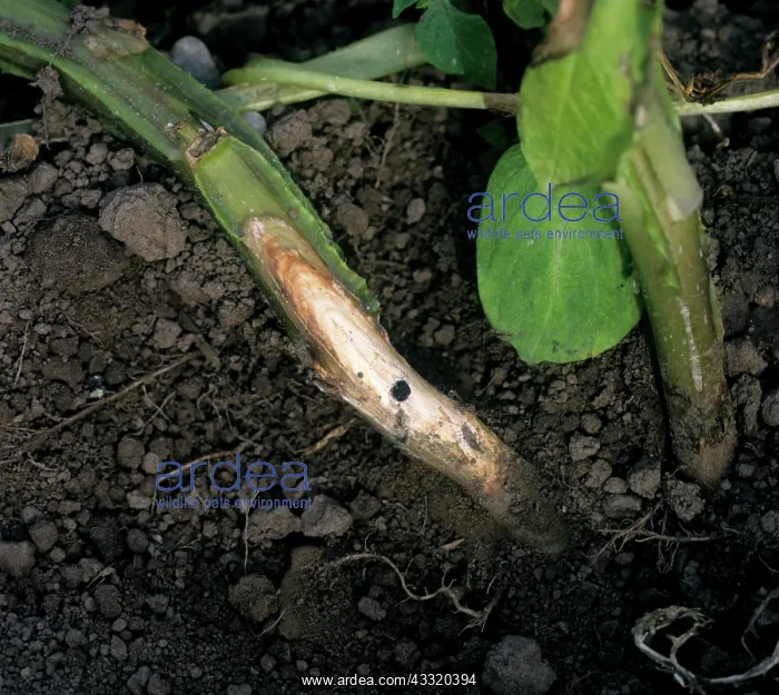 : White mould : White mould