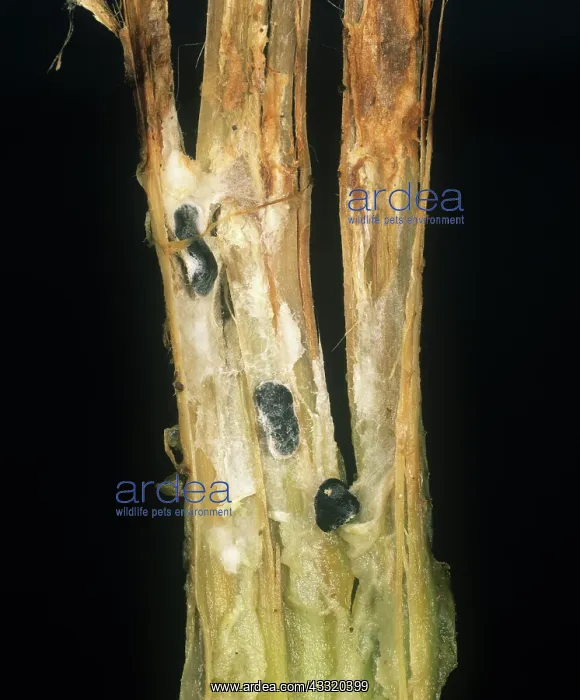 : White mould : White mould