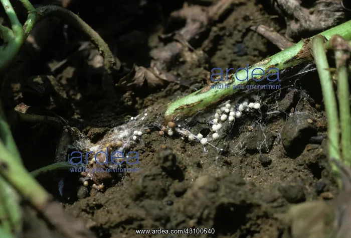 : White mould (Sclerotium rolfsii) : White mould (Sclerotium rolfsii)