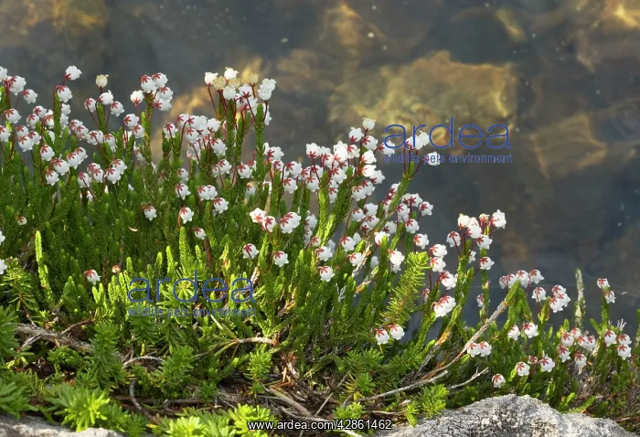  : White Mountain-Heather
