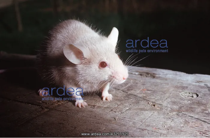 : WHITE MOUSE : WHITE MOUSE