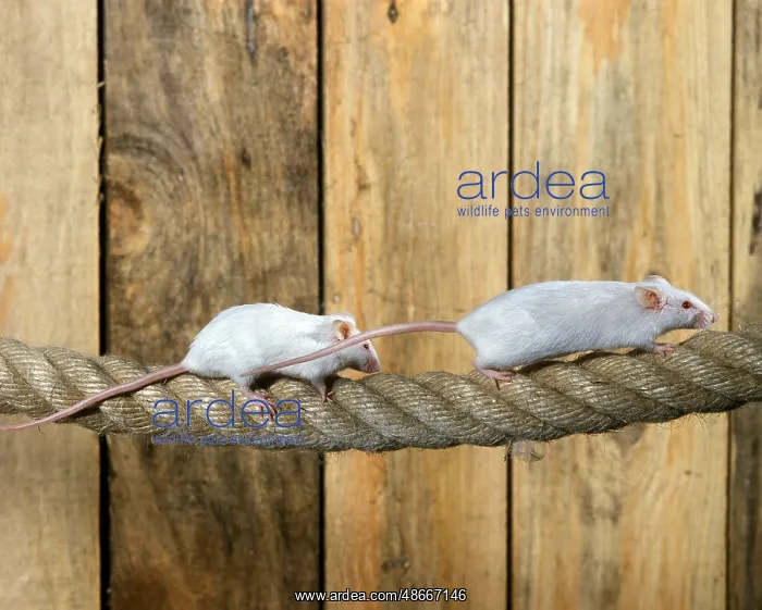 : White mouse (musculus), adult on rope : White mouse (musculus), adult on rope