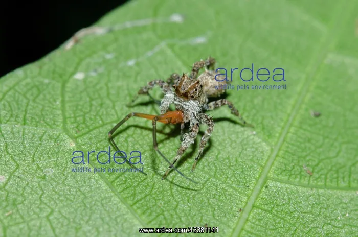  : White Moustached Portia Spider with spider prey