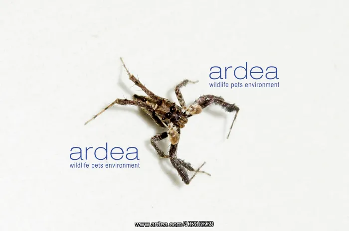 : White Moustached Portia Spider on wall - Pering, Gianyar, Ba : White Moustached Portia Spider on wall - Pering, Gianyar, Ba