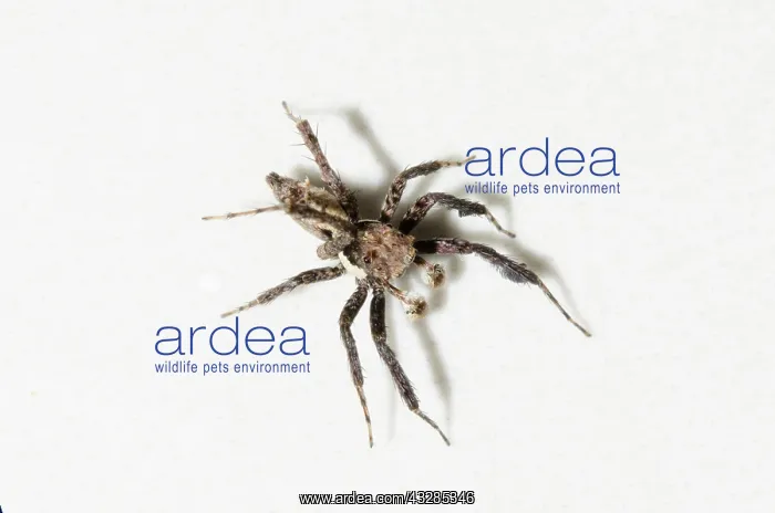 : White Moustached Portia Spider on wall - Pering, Gianyar, Ba : White Moustached Portia Spider on wall - Pering, Gianyar, Ba