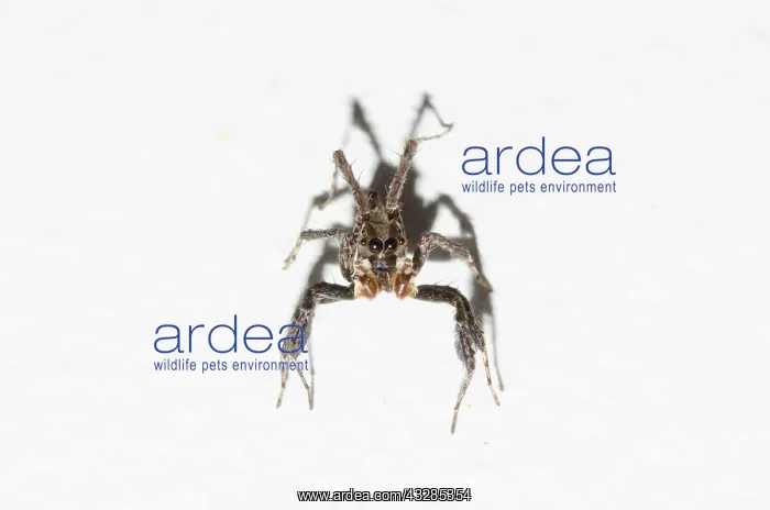 : White Moustached Portia Spider on wall - Pering, Gianyar, Ba : White Moustached Portia Spider on wall - Pering, Gianyar, Ba