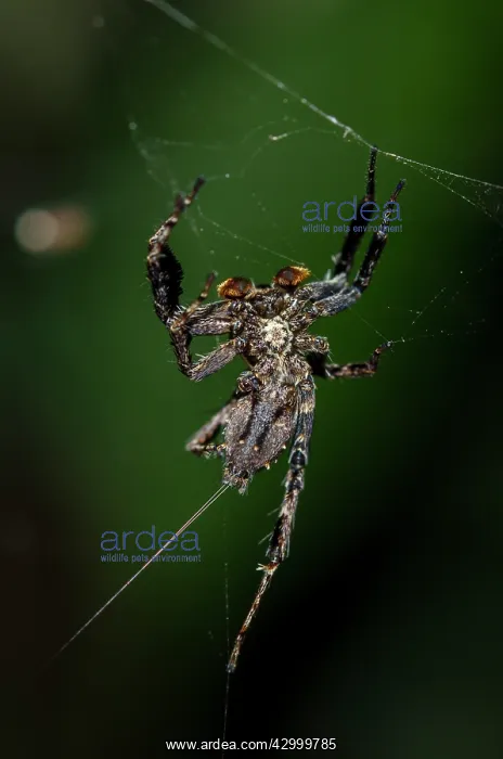  : White Moustached Portia Spider on web - Klungkung