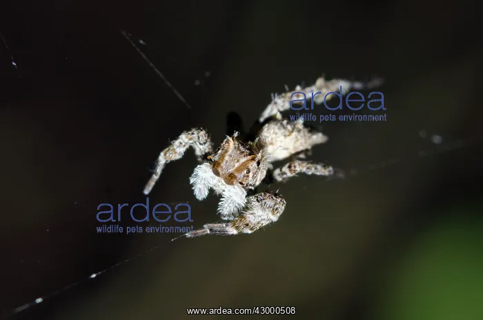 : White Moustached Portia Spider on web - Klungkung : White Moustached Portia Spider on web - Klungkung