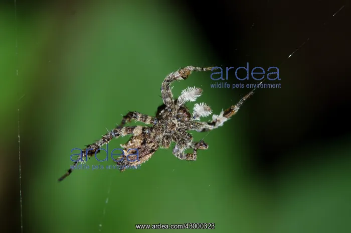 : White Moustached Portia Spider on web - showing : White Moustached Portia Spider on web - showing
