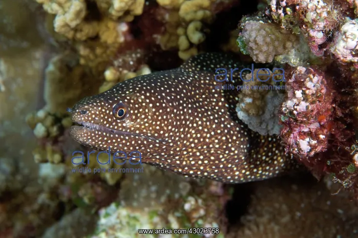 : White-mouthed Moray Eel : White-mouthed Moray Eel