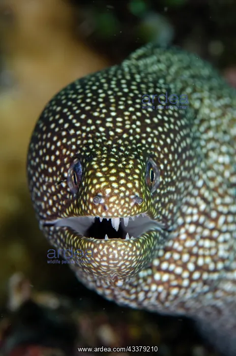 : White-mouthed Moray Eel : White-mouthed Moray Eel