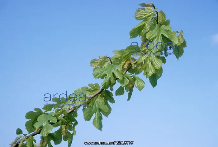  : WHITE MULBERRY