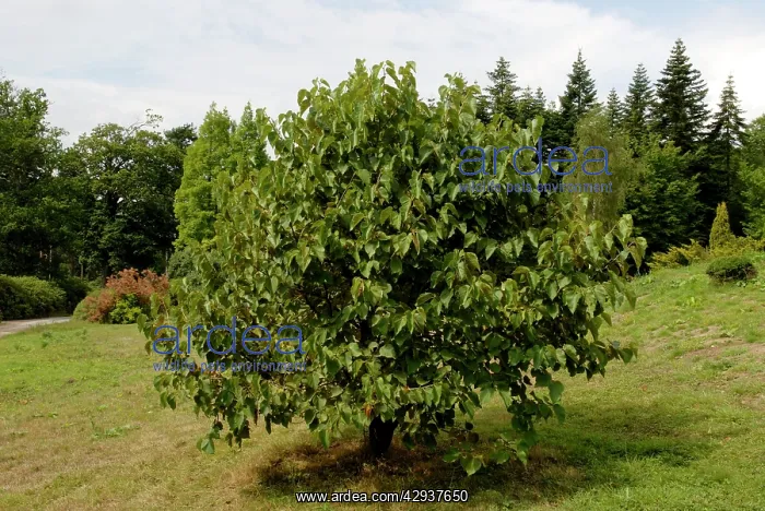 : White Mulberry - approx. 10 years old : White Mulberry - approx. 10 years old