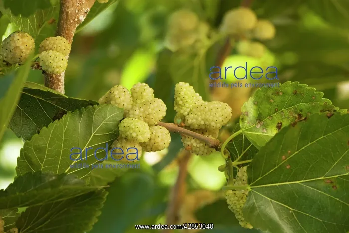 : White Mulberry Morus alba with ripe berries : White Mulberry Morus alba with ripe berries