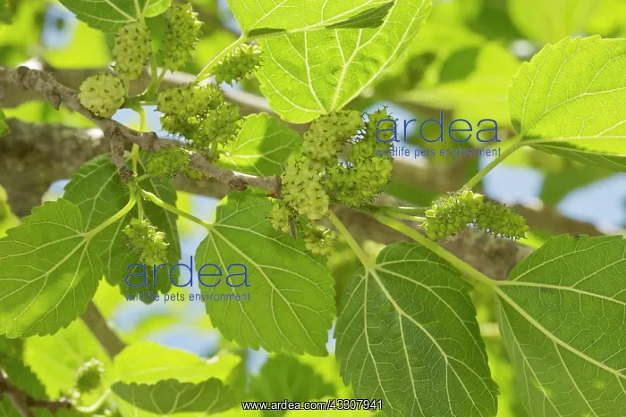 : White Mulberry with ripening fruits : White Mulberry with ripening fruits