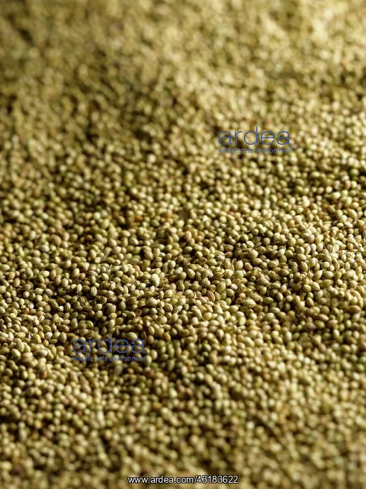 : White mustard, Sinapis alba, Mass of mustard seeds : White mustard, Sinapis alba, Mass of mustard seeds