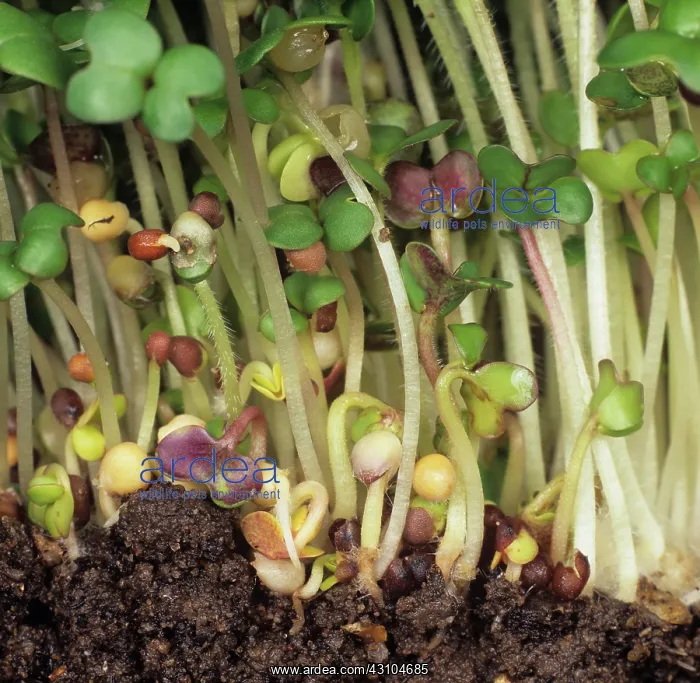 : White mustard (Sinapis alba) sprouts : White mustard (Sinapis alba) sprouts