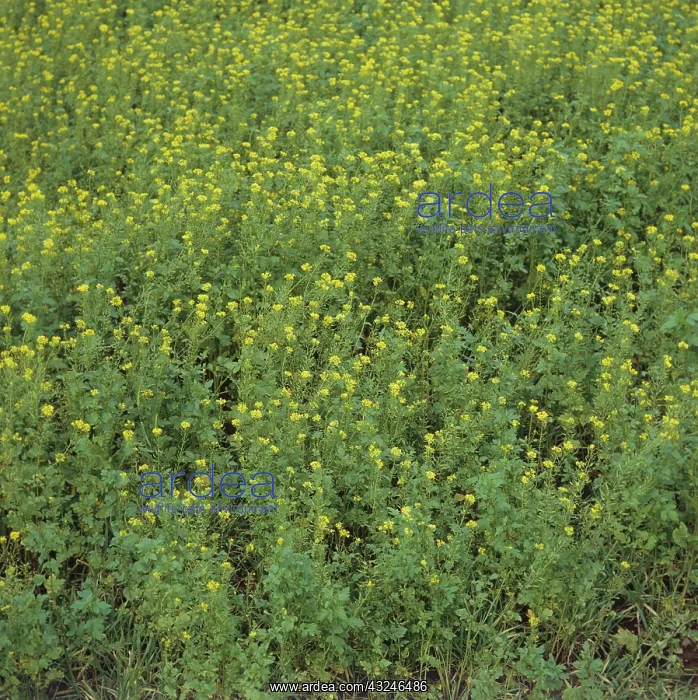 : White Mustard (Sinapsis alba) : White Mustard (Sinapsis alba)