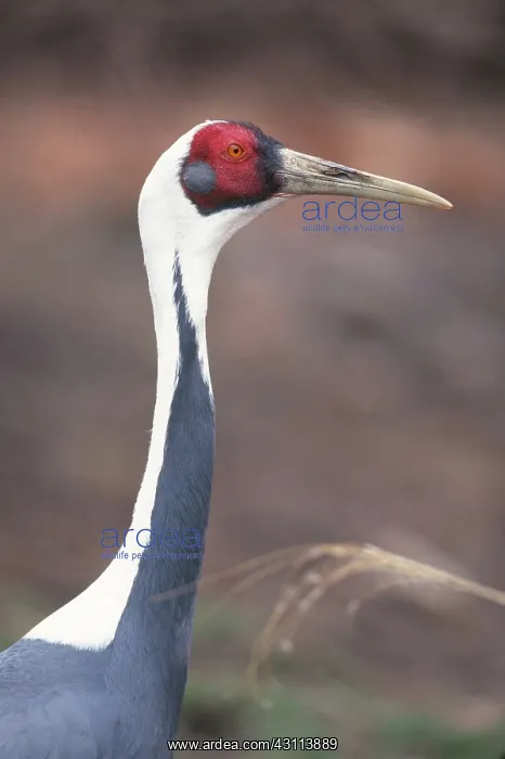 : White-naped Crane : White-naped Crane