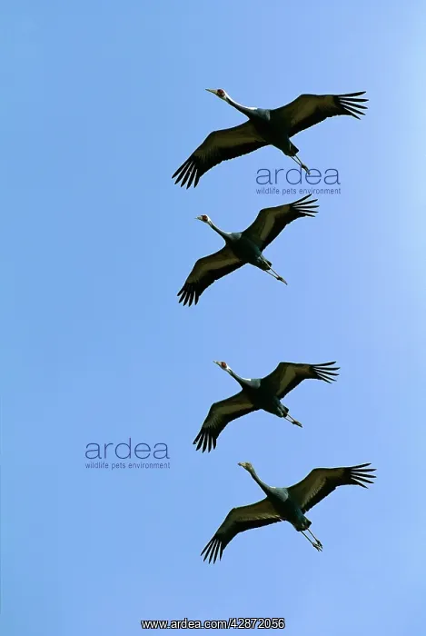 : White-naped Crane - Four birds in flight and formation : White-naped Crane - Four birds in flight and formation