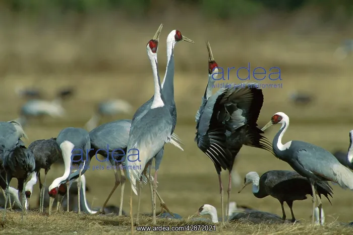 : White-naped Crane - Courting dance of wintering birds : White-naped Crane - Courting dance of wintering birds