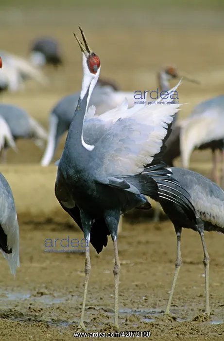 : White-naped Crane - Courtship display of wintering birds : White-naped Crane - Courtship display of wintering birds