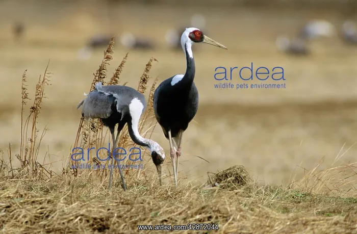 : White-naped Crane - Feeding : White-naped Crane - Feeding