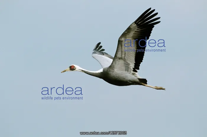 : White-naped Crane - In flight : White-naped Crane - In flight