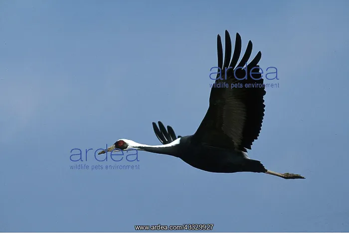 : WHITE-NAPED CRANE - in flight : WHITE-NAPED CRANE - in flight