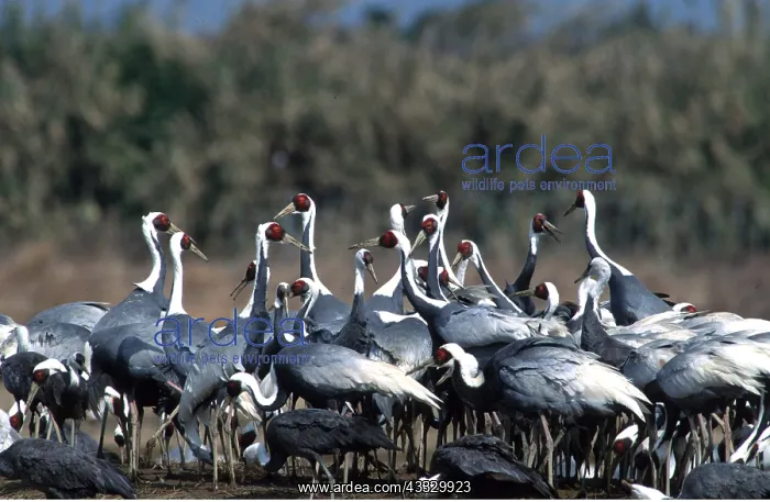 : WHITE-NAPED CRANE - group : WHITE-NAPED CRANE - group