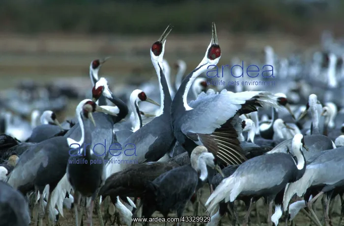 : WHITE-NAPED CRANE - group : WHITE-NAPED CRANE - group