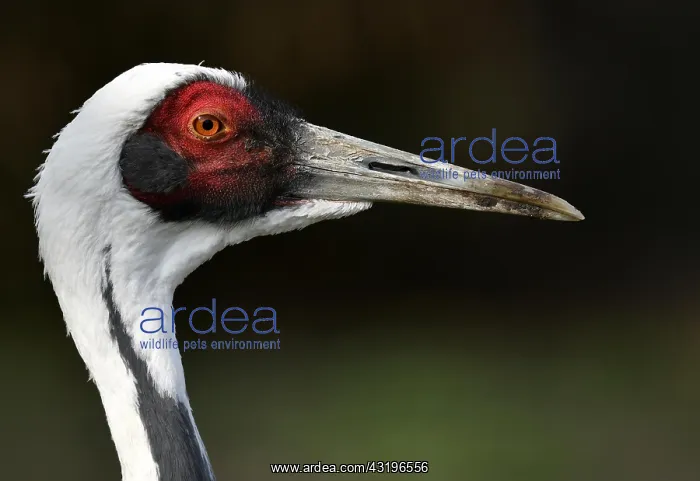 : White-naped crane (Grus vipio), animal portrait : White-naped crane (Grus vipio), animal portrait
