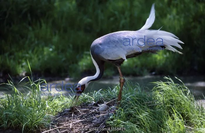 : White-naped Crane at nest : White-naped Crane at nest