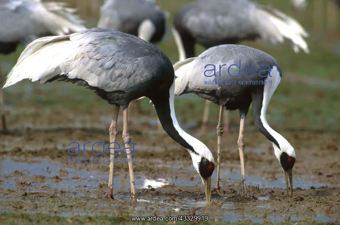  : WHITE-NAPED CRANE - pair feeding