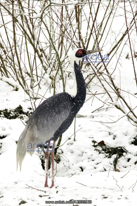  : White-naped Crane - in snow