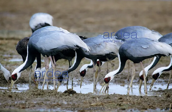 : White-naped Crane - wintering birds : White-naped Crane - wintering birds