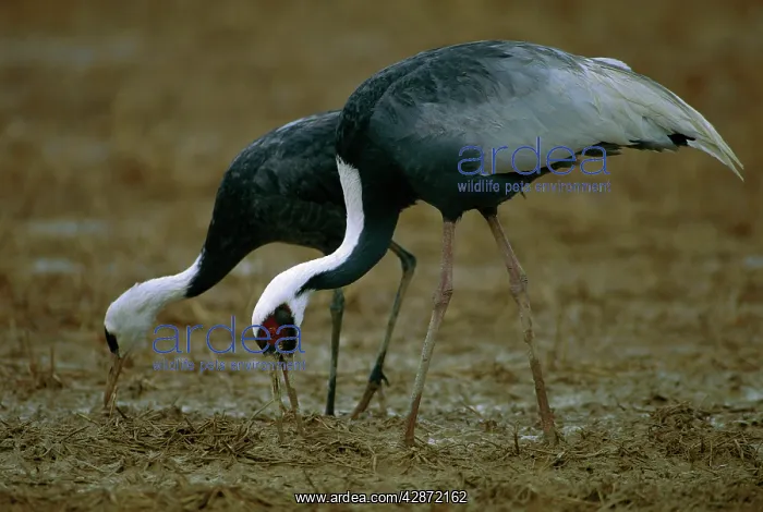 : White-naped Crane - Wintering birds feeding : White-naped Crane - Wintering birds feeding