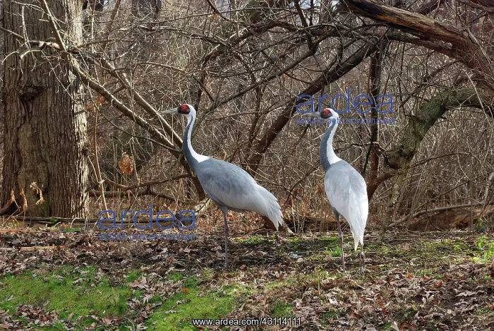 : White-Naped Cranes : White-Naped Cranes