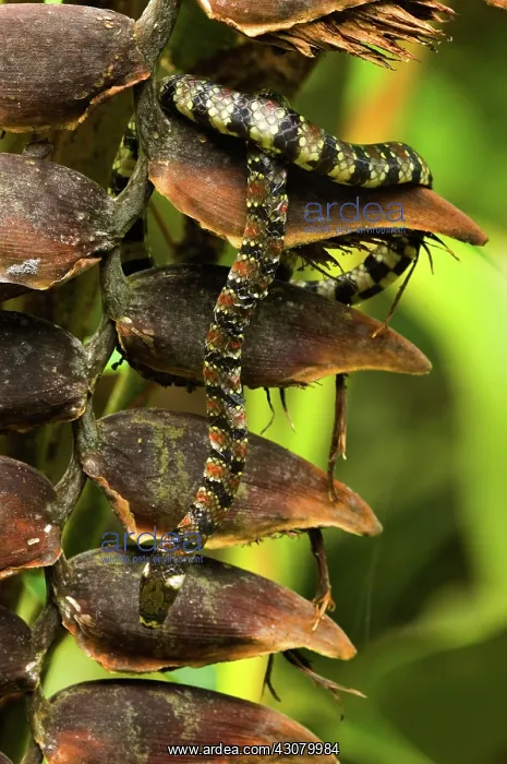 : White-naped Earth Snake : White-naped Earth Snake