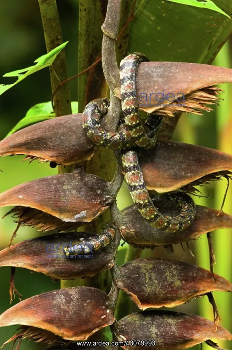 : White-naped Earth Snake : White-naped Earth Snake