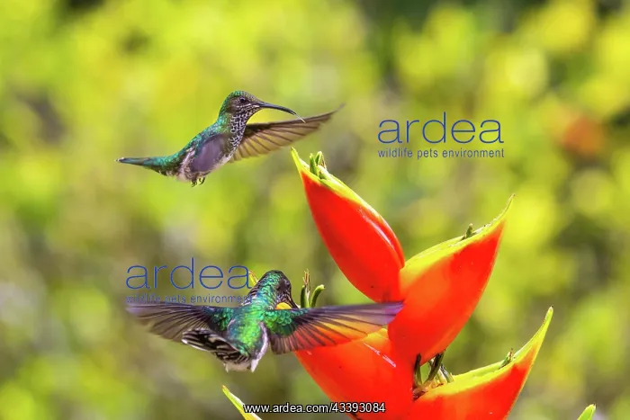 : White-naped Hummingbird (Trochilidae) (Florisugra : White-naped Hummingbird (Trochilidae) (Florisugra