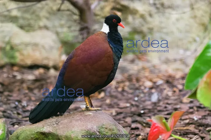 : White-naped pheasant-pigeon, male, native to New : White-naped pheasant-pigeon, male, native to New