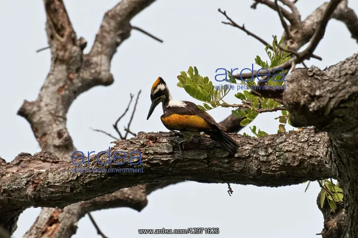 : White-naped Woodpecker - on horizontal tree branch : White-naped Woodpecker - on horizontal tree branch