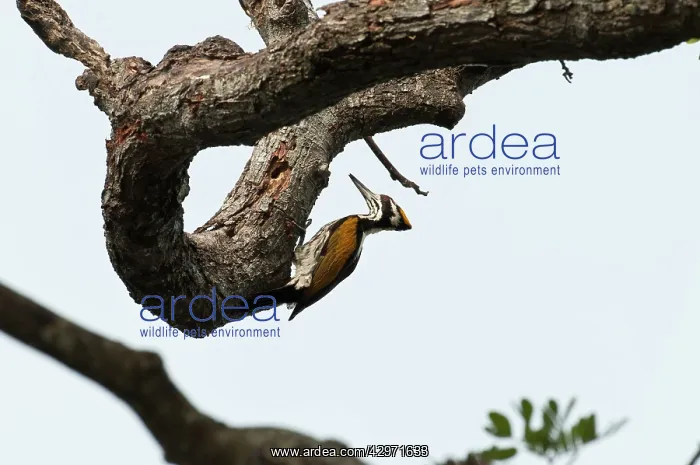: White-naped Woodpecker - on underside of tree branch : White-naped Woodpecker - on underside of tree branch