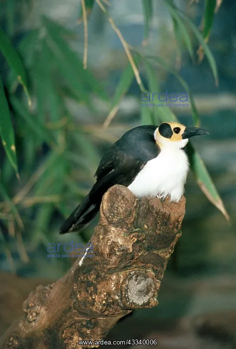 : White-necked Bald Crow / White-necked Bald Rockfowl : White-necked Bald Crow / White-necked Bald Rockfowl