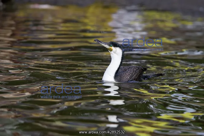 : White necked Cormorant : White necked Cormorant