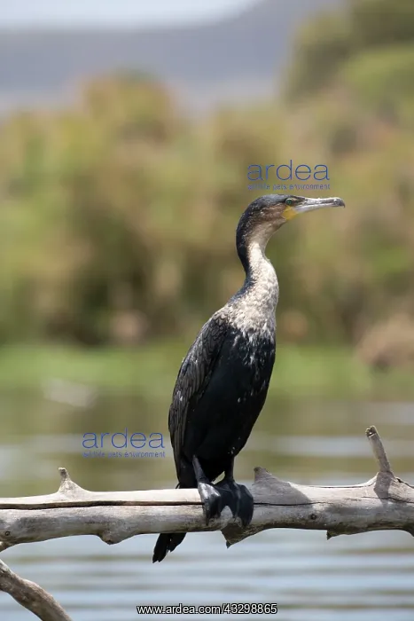 : White-necked Cormorant : White-necked Cormorant